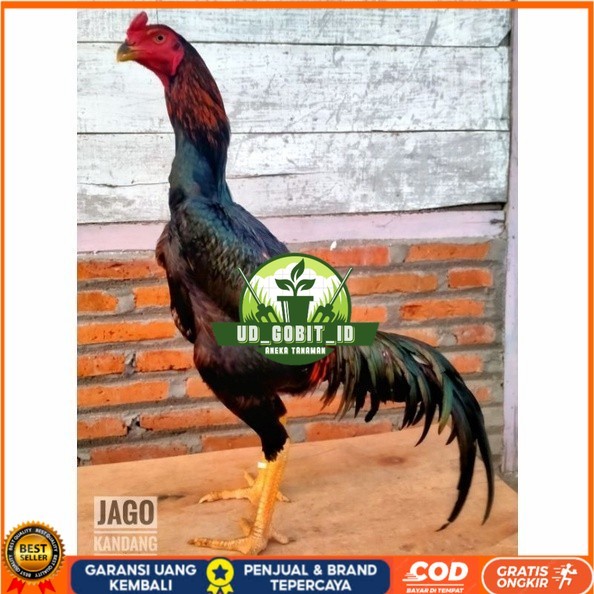 

Telur ayam bangkok shamo taiwan / ayam petarung aduan untuk ditetaskan UD_GOBIT_ID