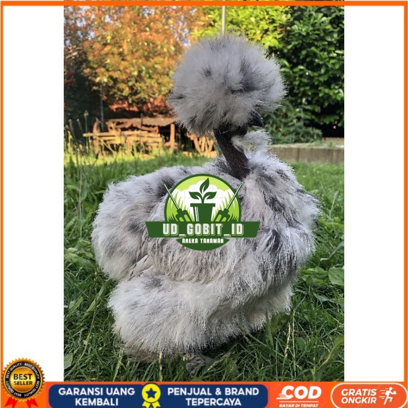 

TELUR AYAM HIAS SHOWGIRL SILKY / KAPAS SILKY LEGUN UNTUK DI TETASKAN UD_GOBIT_ID