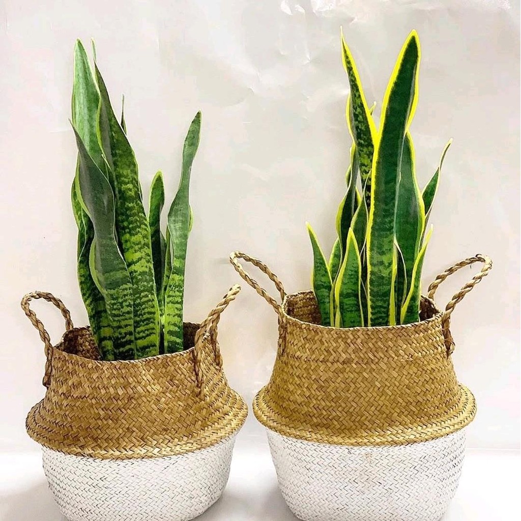 Tanaman Sensivera Lidah Mertua + Pot Dan Cocofiber - Sensivera lidah mertua Penyerap udara kotor