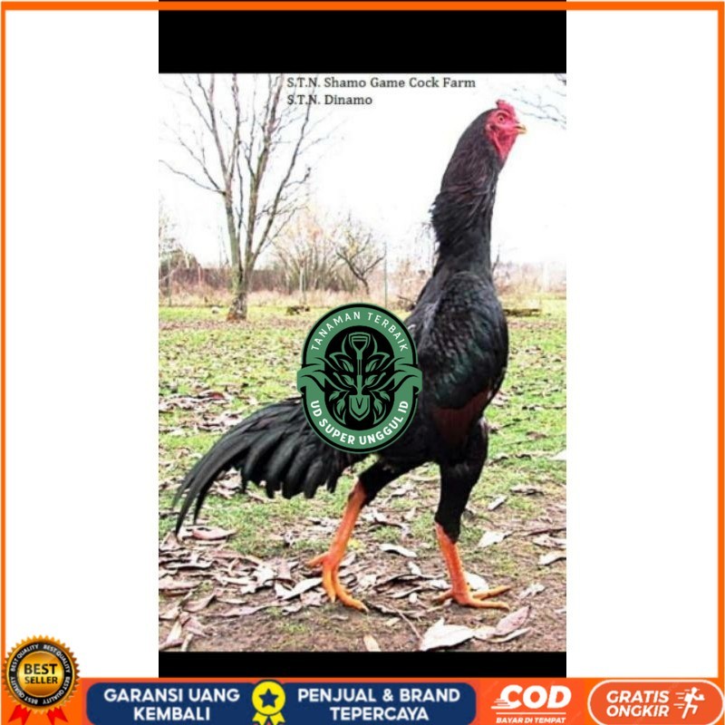 

SHAMO JEPANG TELUR FERTIL FRESH UD_SUPER_UNGGUL_ID