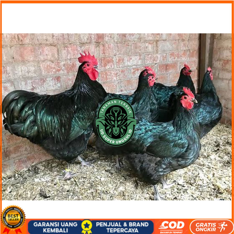 

TELUR FERTIL AYAM BLACK AUSTRALORP INDUKAN JUMBO UNTUK DI TETASKAN UD_SUPER_UNGGUL_ID