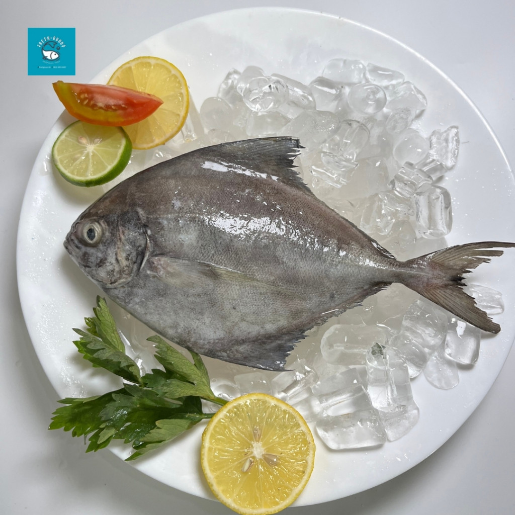 

Ikan Bawal Hitam / Ikan Bawal Laut / Ikan Dorang Hitam / Ikan Dorang Laut DIJAMIN SEGAR DAN BERKUALITAS