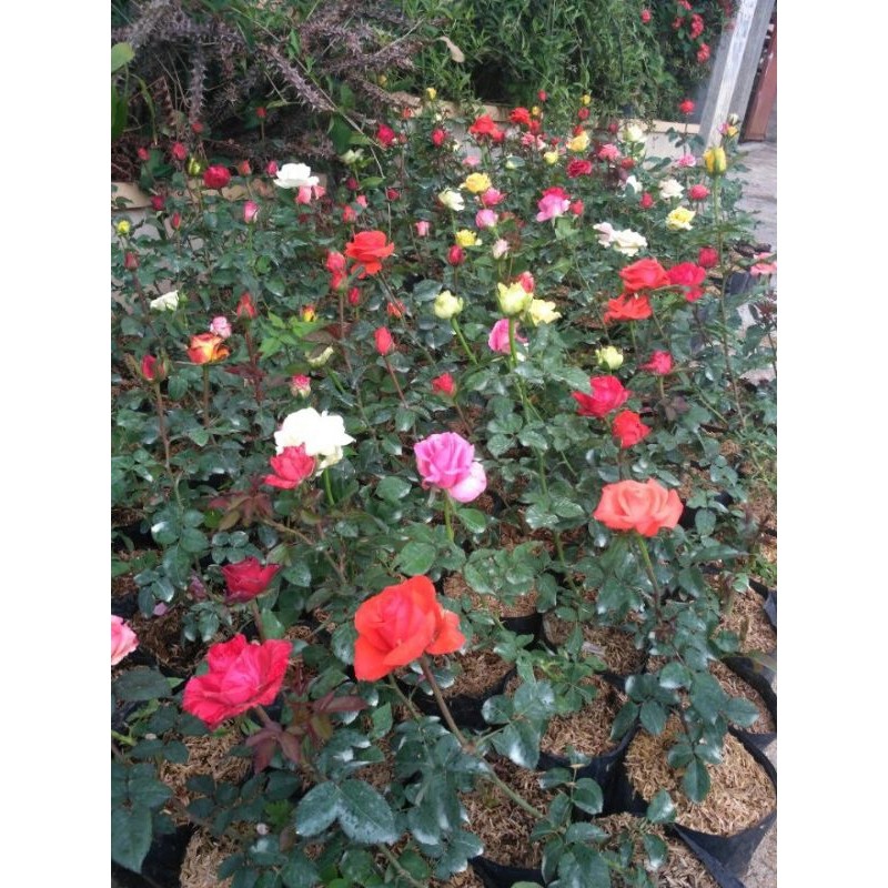 Tanaman Bunga Mawar Hidup Berlabel & Bergaransi (Bunga Besar) bercabang 2