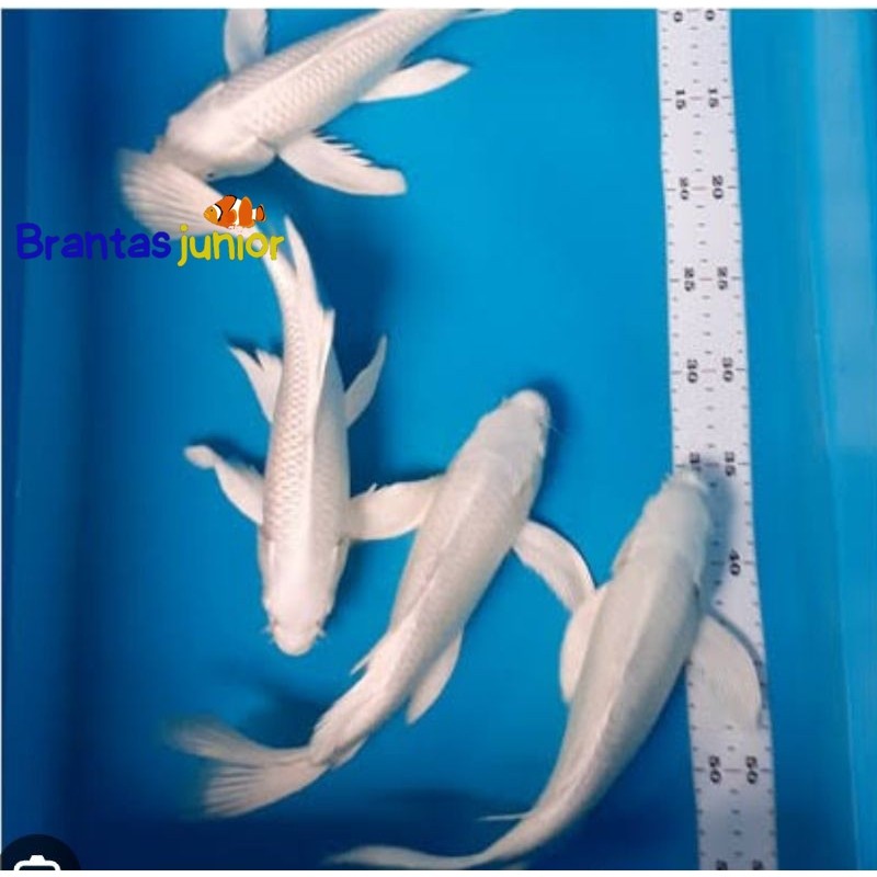 kumpay koi platinum calon gondrong 17-20cm sleyer