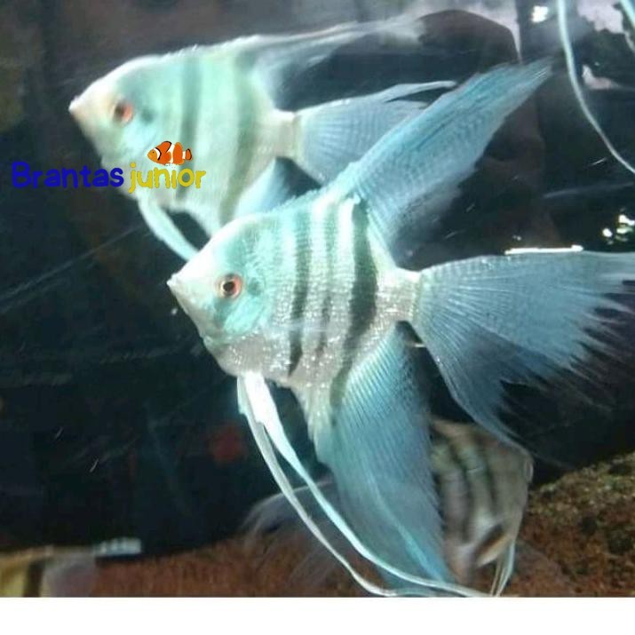 

ikan manfish blue pinoy slayer