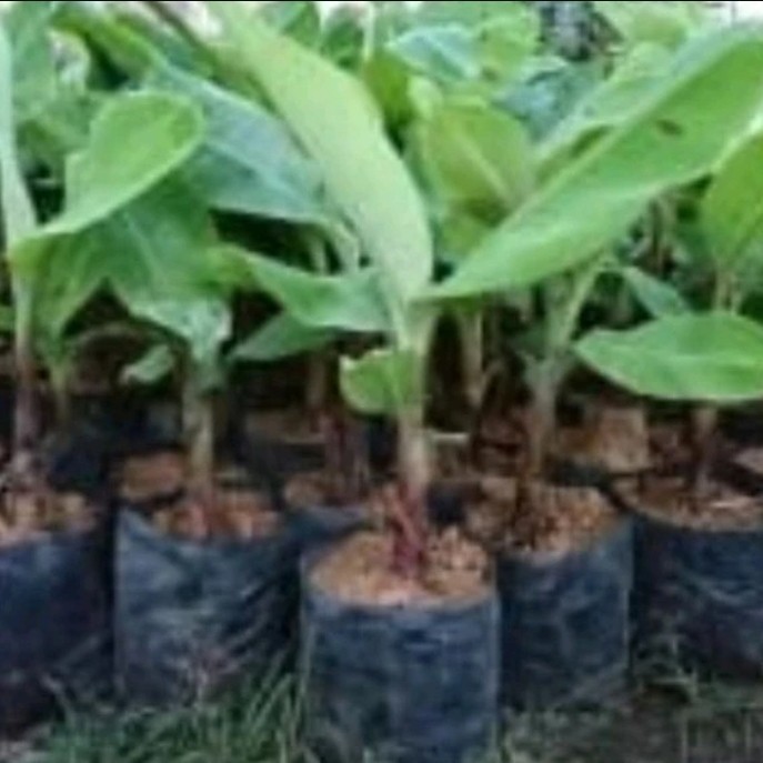 pohon pisang batu bibit pohon pisang batu