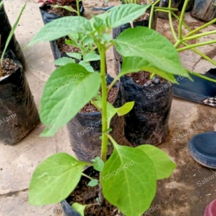 bibit tanaman sayur leunca Rempah_herbalCo