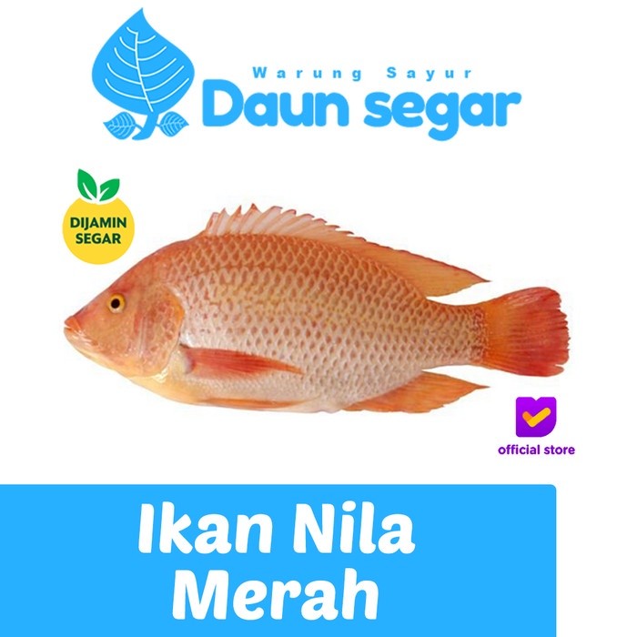 

Ikan Nila Merah Segar 1/2kg isi 2-3 ekor Fresh