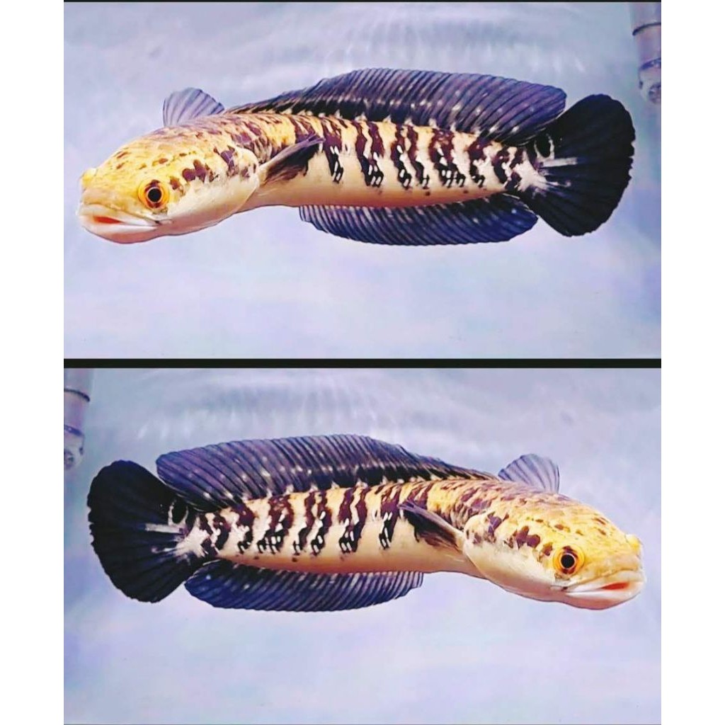 Hobi ( GARANSI 100% ) Asiatica Rsp kalimaya UK 10-12 cm grade A++ Bahan progres