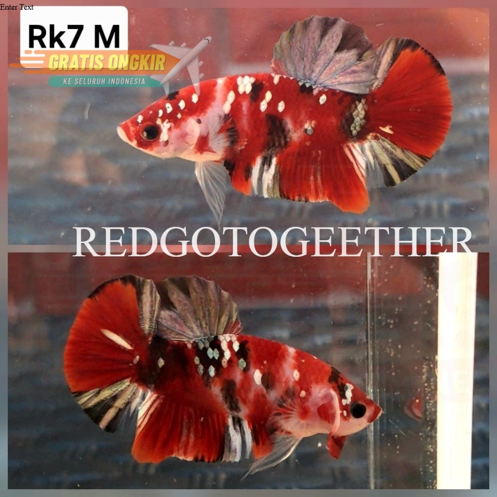 Cupang Plakat Red Koi Copper / RKC / Ironman Jantan sesuai foto ThaniaCupang