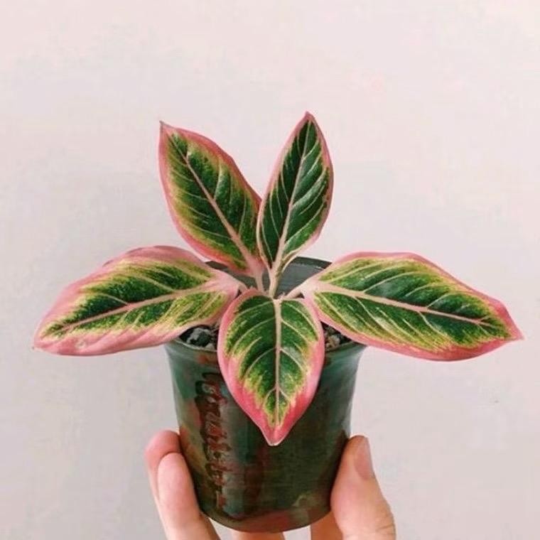 Tanaman Aglonema lotus baby/anakan