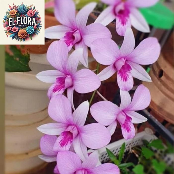 Tanaman hias anggrek dendrobium mentangai _ sp kalimantan