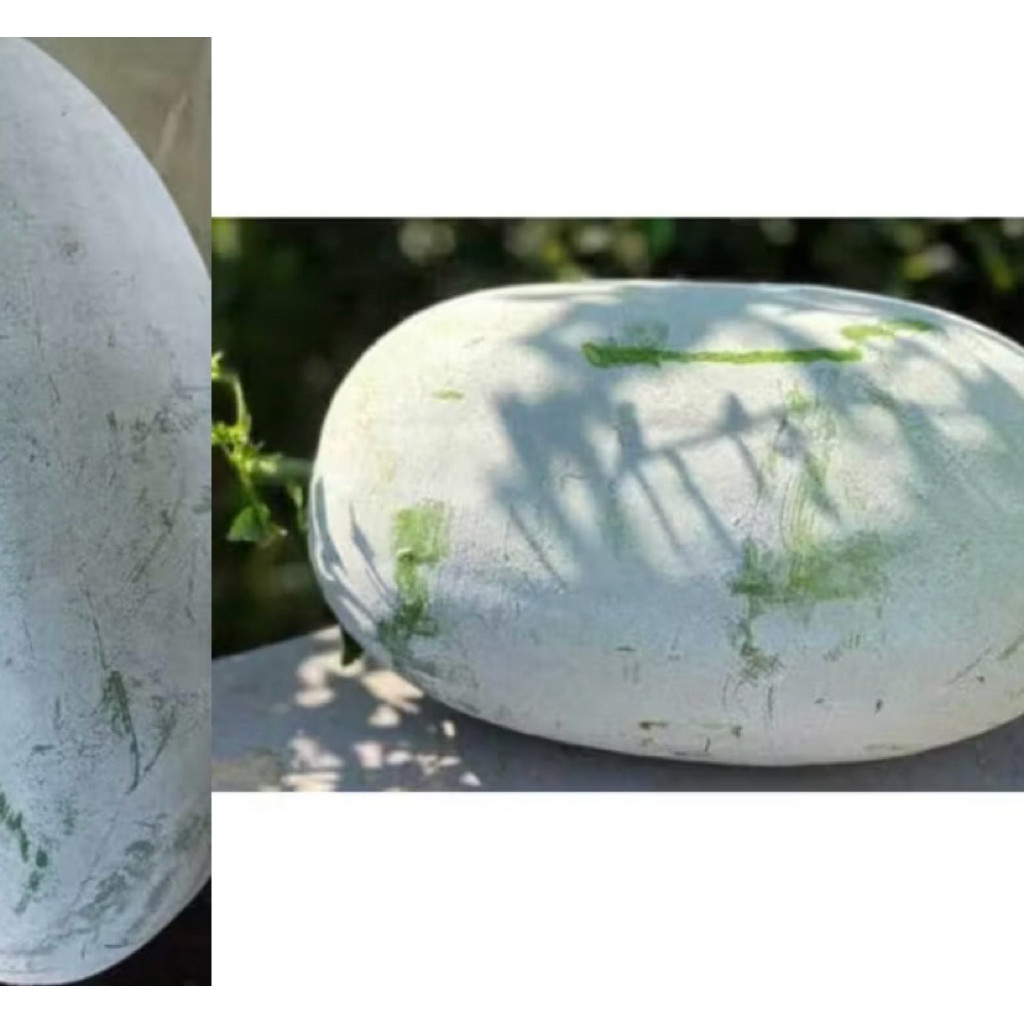 

buah bligo - buah kundur - winter melon high quality 1 - 1,5 kg