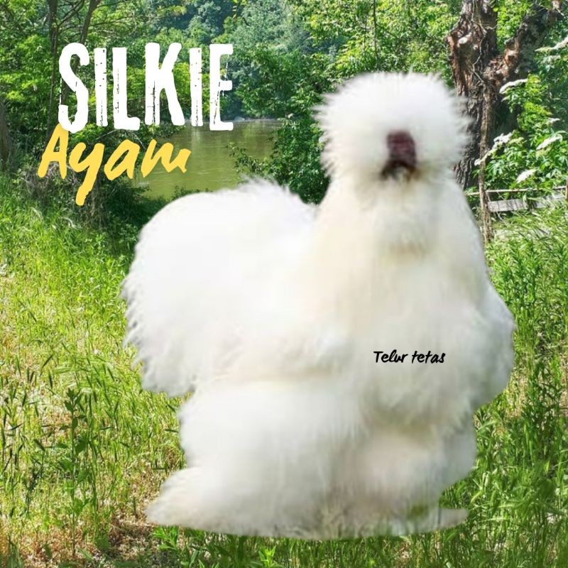 

telur ayam hias silkie original bisa untuk di tetaskan