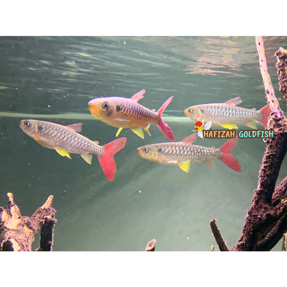 Ikan Hias Pinktail 7-9 cm / Ikan Tankmate Predator / Ikan Hias Air Tawar