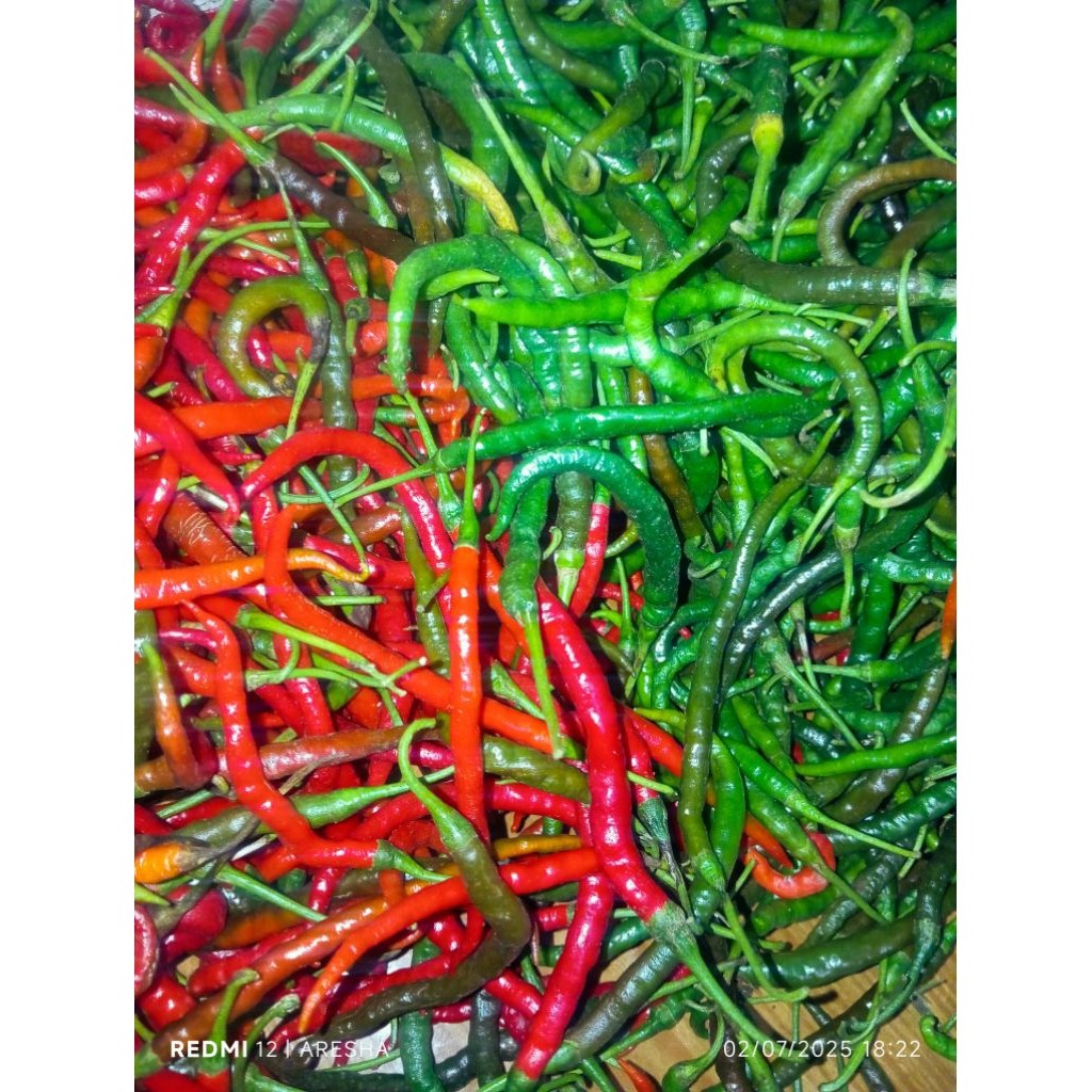 

Paket cabe keriting super premium mix merah sama hijau ukuran 1 kg