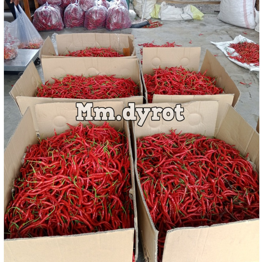 

Paket Cabe / Cabai Rawit Merah 1kg & Cabe / Cabai Merah Keriting 1kg fresh segar Lombok Cabai segar [ kami petik setiap hari ]