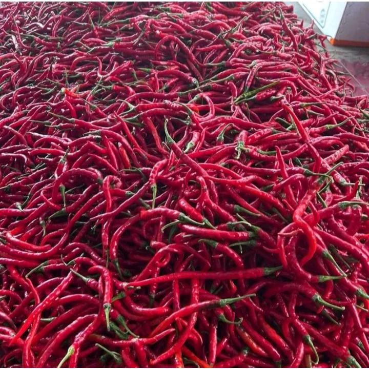 

Paket Cabe/Cabai Merah Kerting Fress Berat 1 Kg Termurah