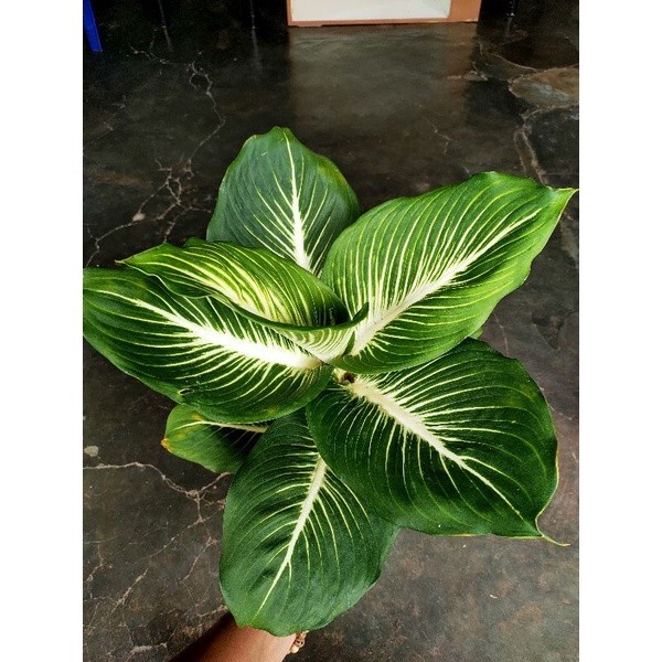 aglonema diven gurita / tissu gianth