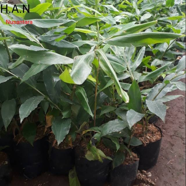 Bibit tanaman lempuyang herbal lempuyang