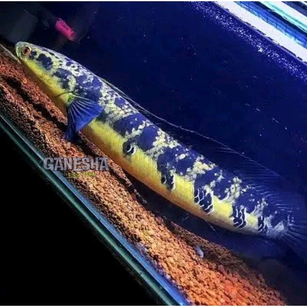 yellow sentarum SIMET 15-19Cm kualitas kontes ys/maruliodes