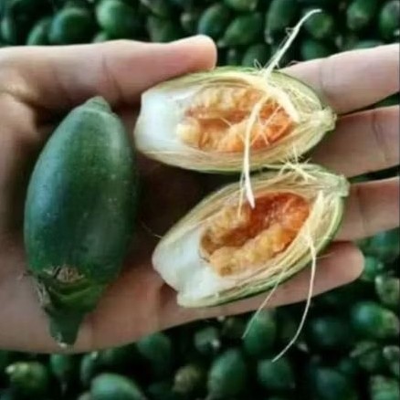 

Buah pinang muda . berkualitas trimakasih 1000 gram