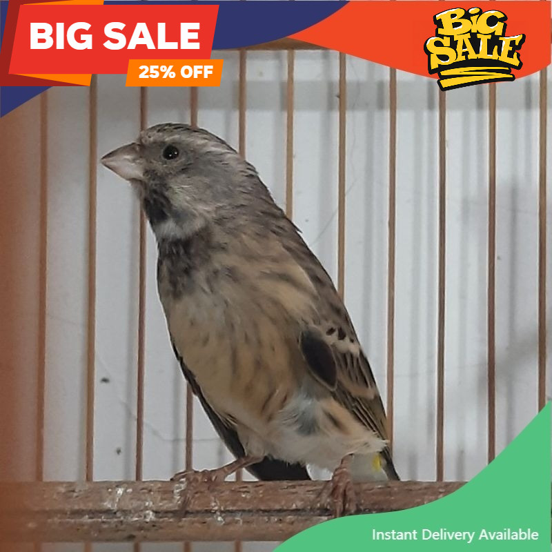 Blackthtroat Jantan Mulus istimewa burung BT blacktroat Blackthroat