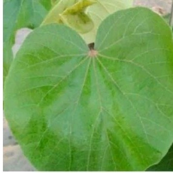 

Promo Daun waru sgar 50 lmbar daun her bal waru