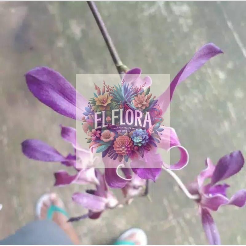 Seedling Anggrek Dendrobium Blue Spin -tanaman hidup-bunga hidup murah-anggrek-bunga hias