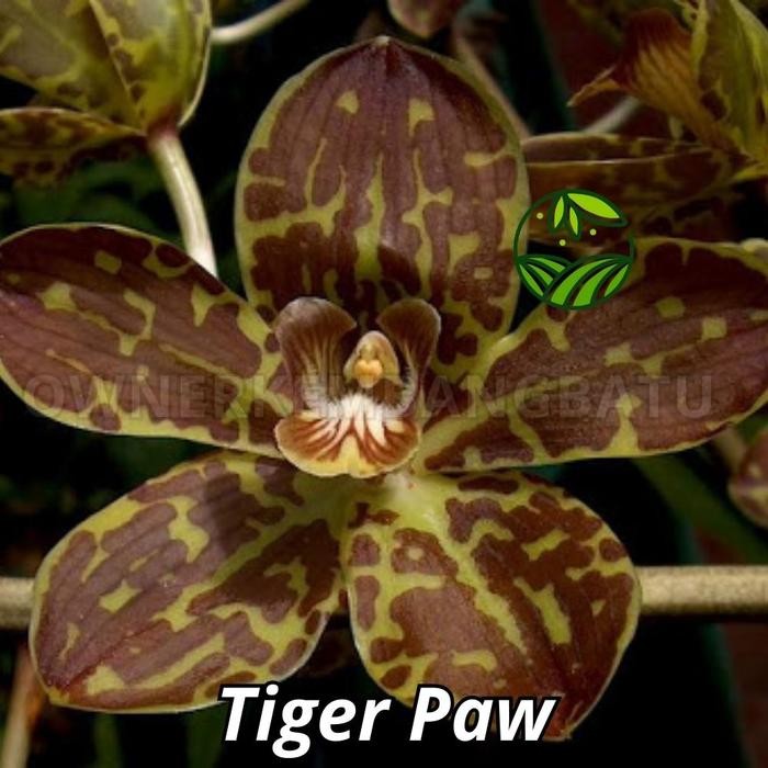 Anggrek Grammatophyllum Seedling Besar - Anggrek Macan Seedling - Tiger Paw
