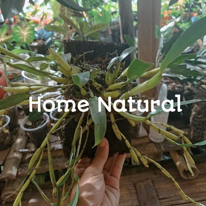 Tanaman anggrek dendrobium mini