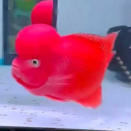 Burayak Louhan Super Red Monkey Import Vietnam 3-5 cm