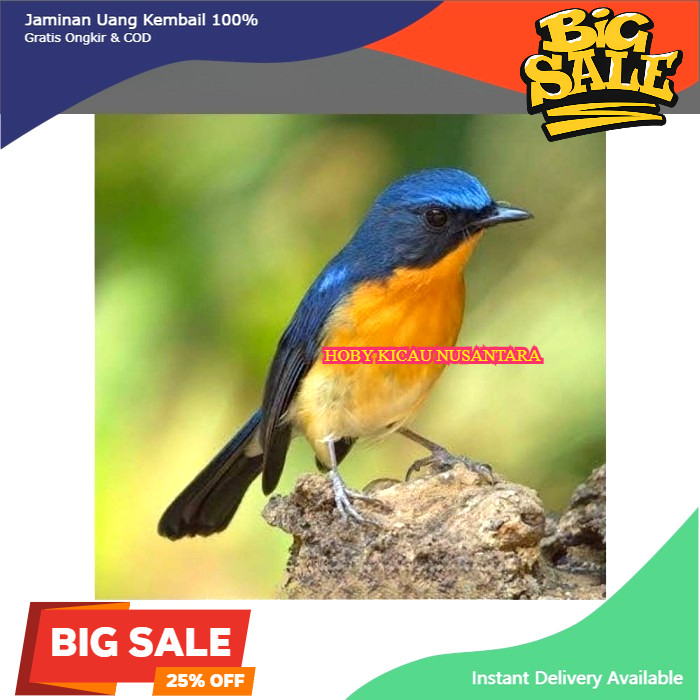 Burung Tledekan Gunung Sumatera Jantan Pilihan Mulus