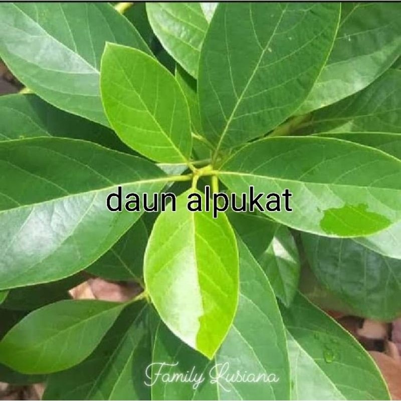 

New Daun alpukat segar organik 400 gr herbal
