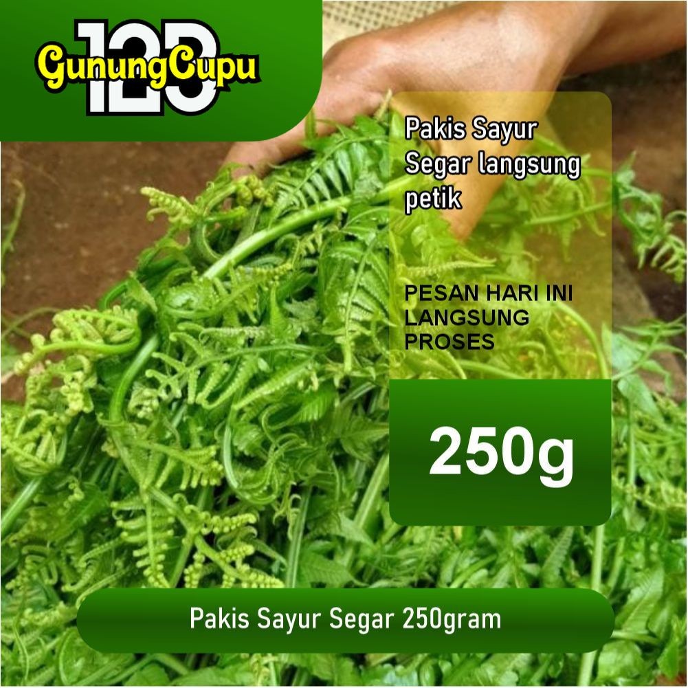 

Pakis Sayur Segar 250gr – Daun Paku Muda Sayuran Fresh Alami