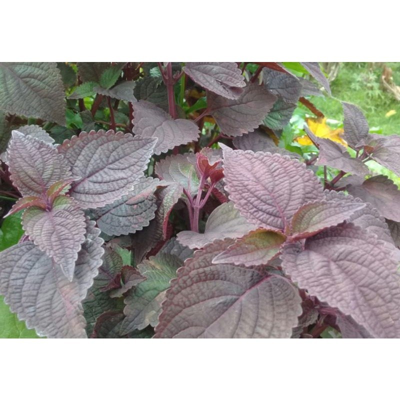 

Daun miana obat / jawerkotok segar 250 gram