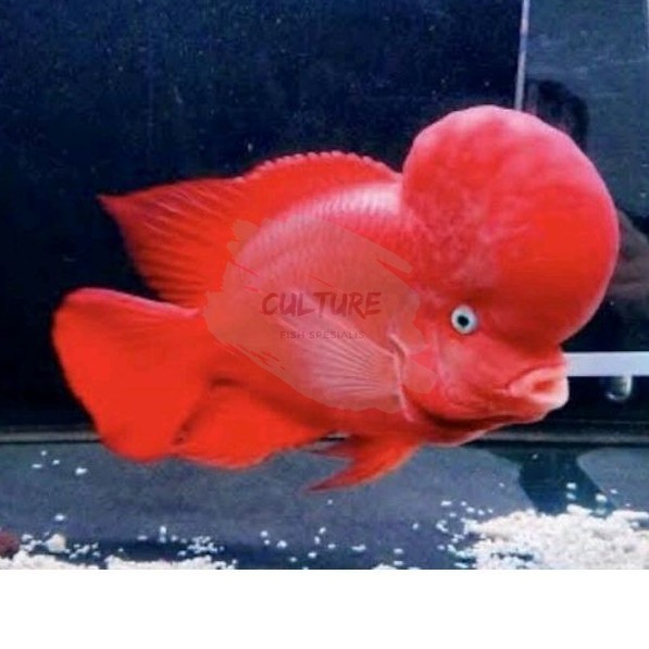 garansi Hiyasan aquarium burayak SRM monkey 6-7 cm louhan super red lohan