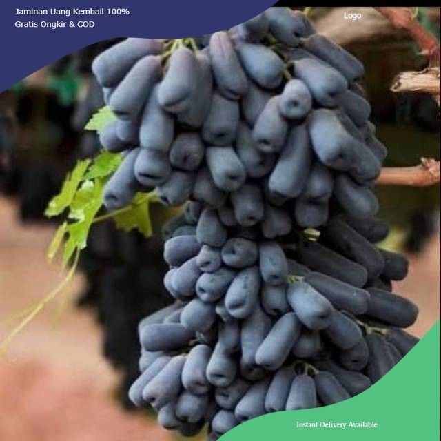 Bibit Anggur Import Moondrop ( sweet saphire