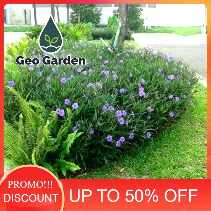 tanaman hias ruellia tegak - rawelia tegak - tabibosa ruellia