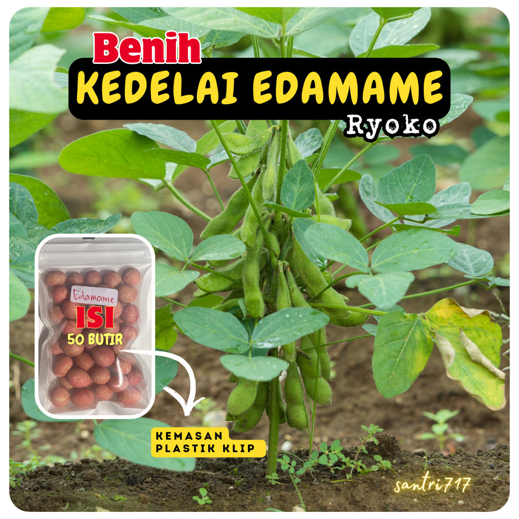 50 Biji - benih kedelai edamame ryoko kedelai Jepang