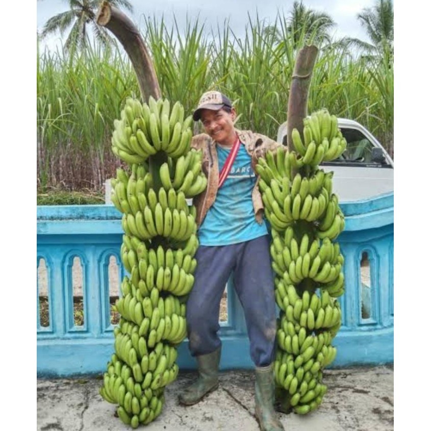 Bibit Tanaman Pisang Fhia17/Mulyo/Dampit - Kultur Jaringan Harga Murah