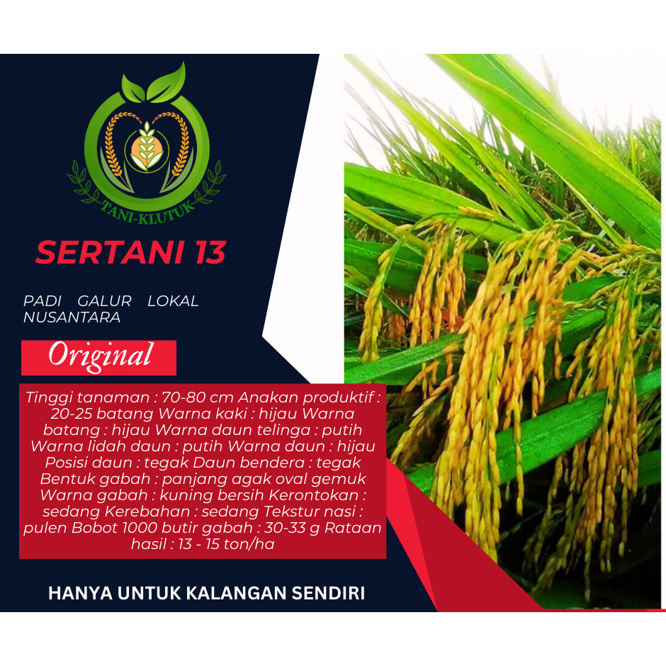 Biji Padi Unggul Sertani 13 Bibit Sertani 13 5KG ORIGINAL PRODUK