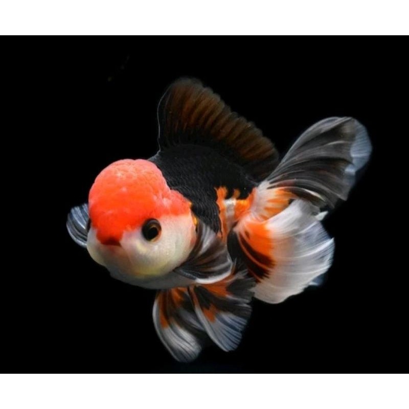 Kebutuhan Ikan Hias Mas Koki Oranda Baby 3Colour,Blackgold,Panda Grade Fancy Quality ridop