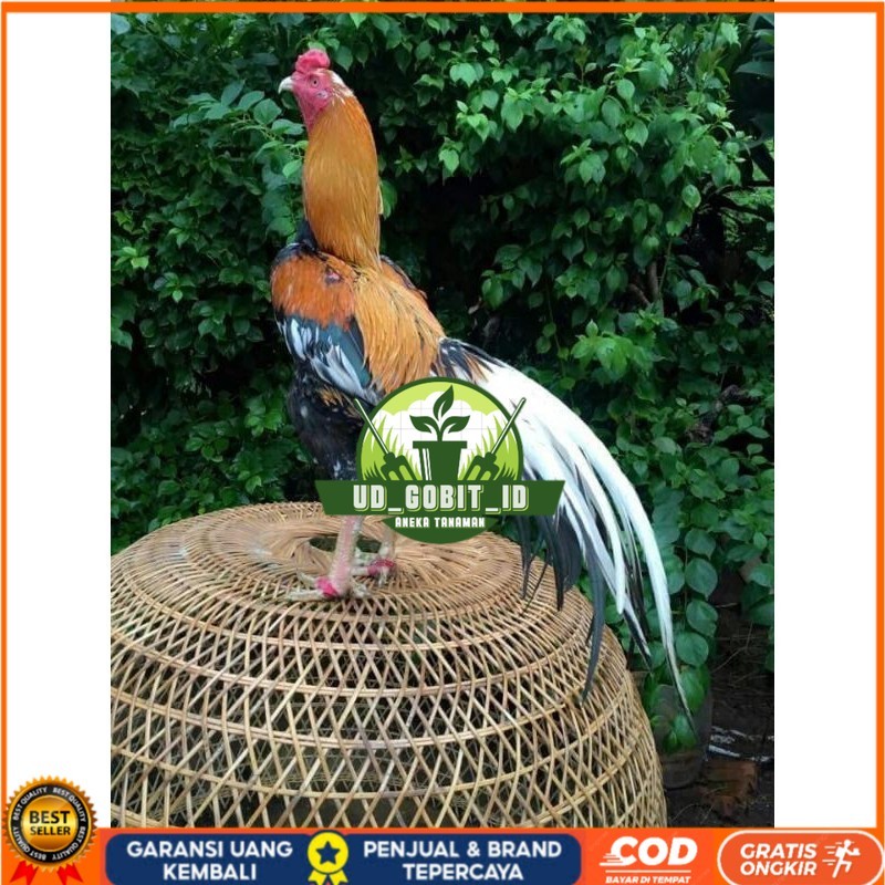 

TELUR BANGKOK EKOR LIDI FRESH (JAMIN FERTIL) UD_GOBIT_ID