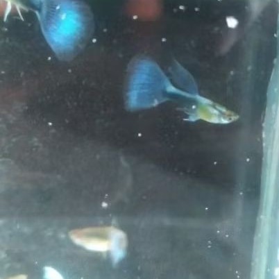 

stiker anomali Hiasan Aquarium Guppy Platinum HB Blue sepasang