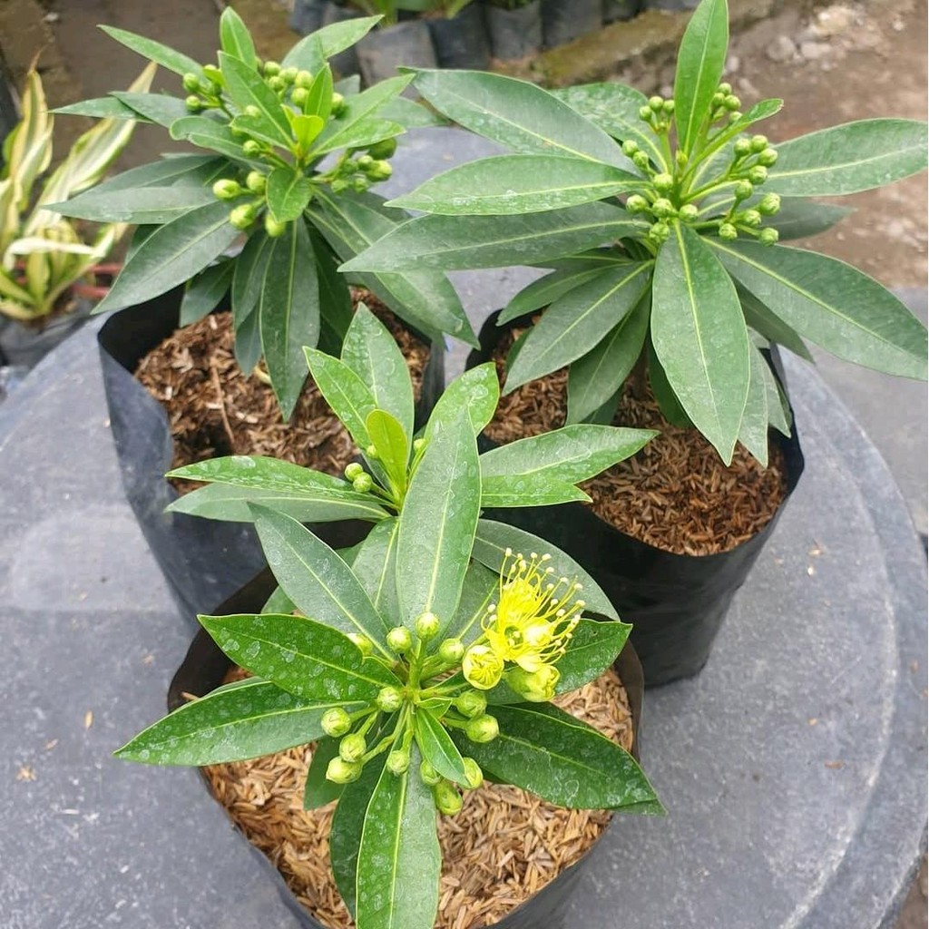 Pohon Bunga santos Lemon - Bunga Santos Lemon