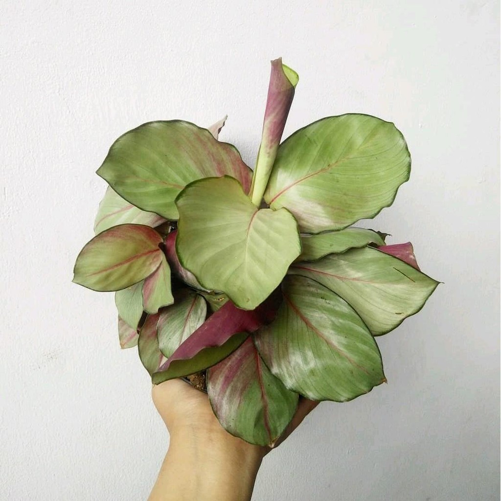 Tanaman Calathea Silver Rimbun - Calathea Silver