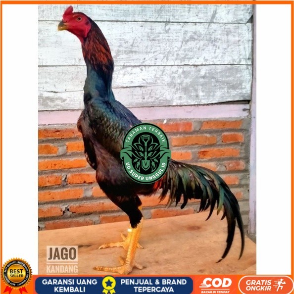 

Telur ayam bangkok shamo taiwan / ayam petarung aduan siap ditetaskan UD_SUPER_UNGGUL_ID