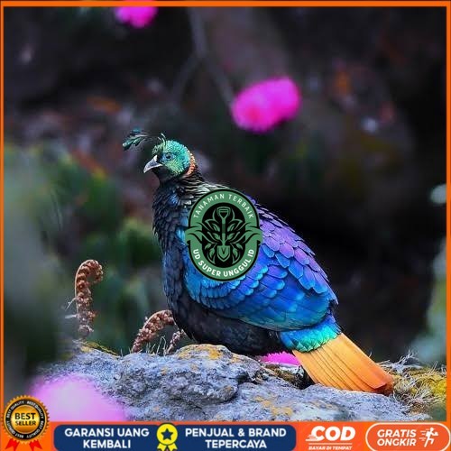 

Telur ayam hias ringneck impeyan pheasant fertil bisa ditetaskan Langsung UD_SUPER_UNGGUL_ID