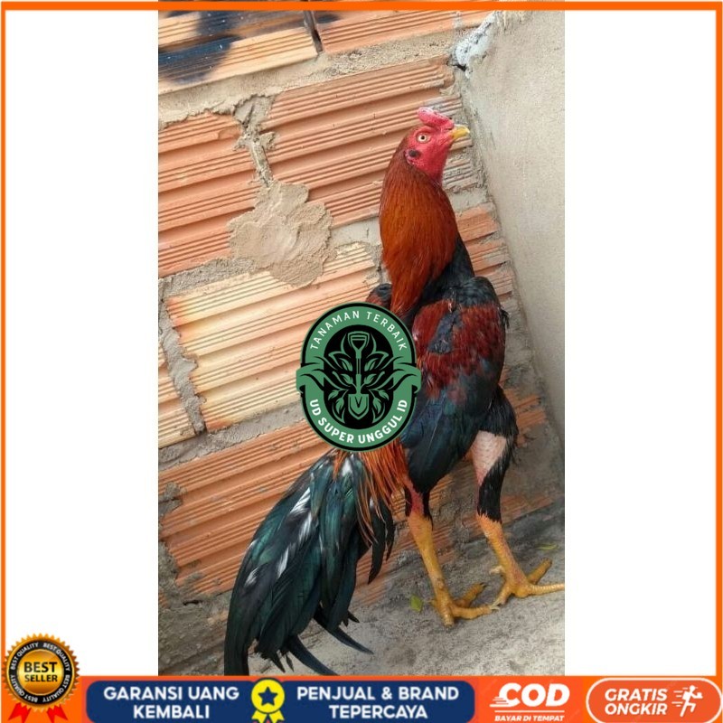 

BANGKOK F1 TELUR FERTIL PROMO BESAR UD_SUPER_UNGGUL_ID